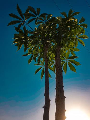 Towering Canopy thumb