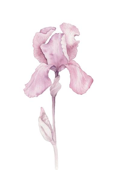 Original Illustration Floral Paintings by Miglena Radkova - Kancheva