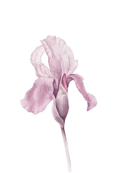 Iris Watercolor thumb