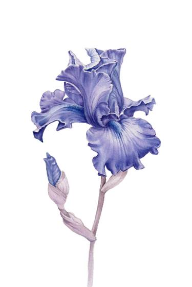 Iris Flower thumb