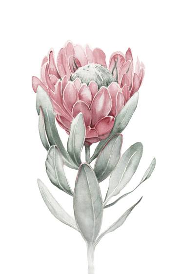 Pink Protea thumb