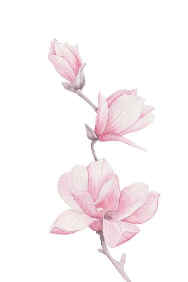 Magnolia Blossom thumb