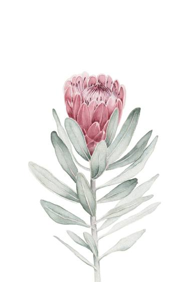 Protea Flower Illustration thumb