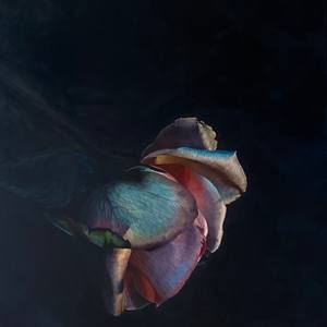 Collection New This Week 11-04-2024