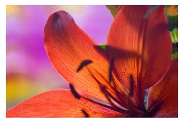 Print of Floral Photography by Gabe Palmer