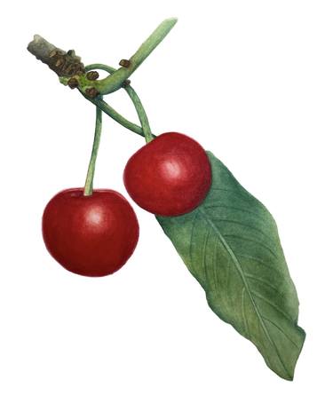 Sour Cherries thumb