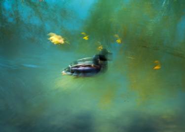 Original Abstract Animal Photography by Luca Ortolani Klein