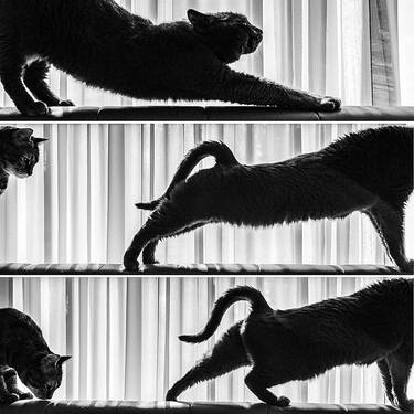 Cat Stretch Triptych thumb
