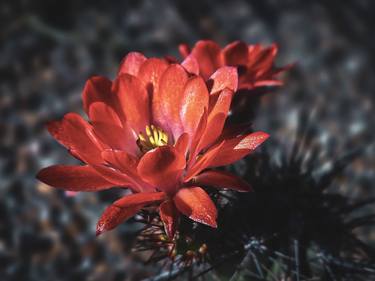 Original Botanic Photography by Clifford Jones