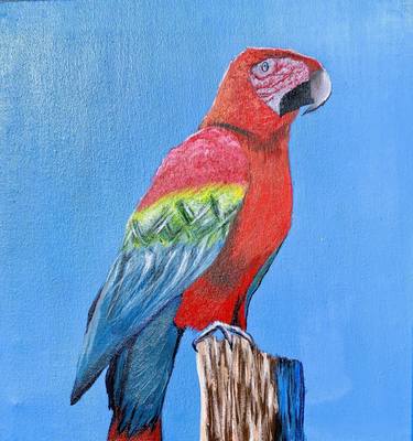 Scarlet macaw thumb