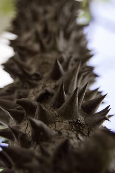 thorns #6985 thumb