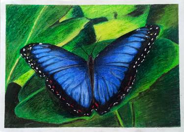 Blue Butterfly thumb