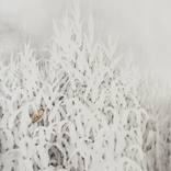 Collection Biophilic Art