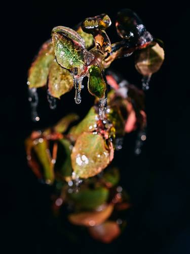 flower and ice No. 1 thumb