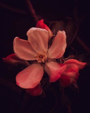 Print of Floral Photography by Yuliya Bedryak