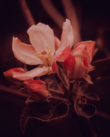 Print of Art Deco Floral Photography by Yuliya Bedryak