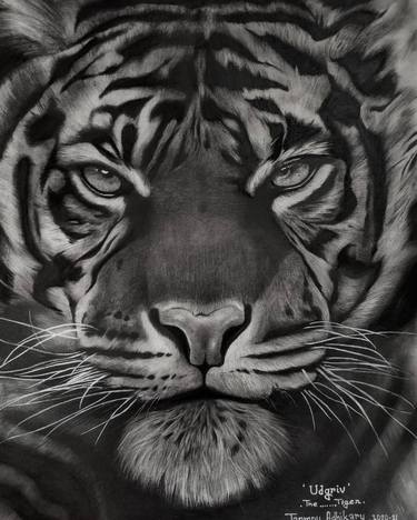 Udgriv - The Tiger thumb