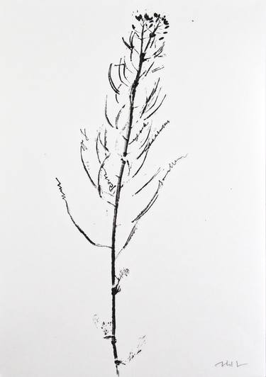 Original Botanic Printmaking by Jörg Schmitz