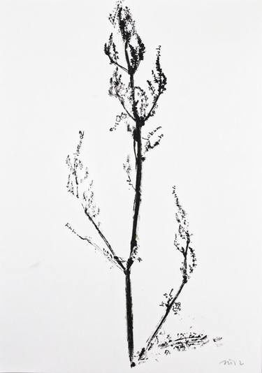 Original Botanic Printmaking by Jörg Schmitz