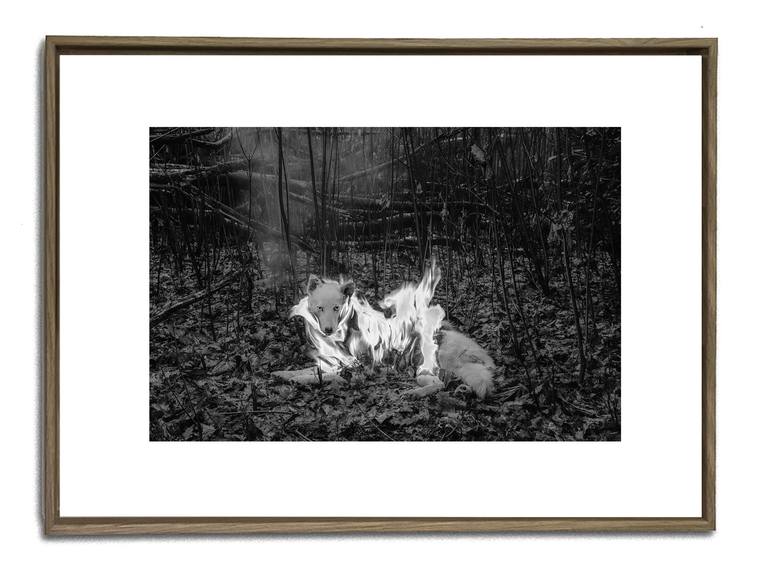 Original Black & White Animal Photography by Marc Dantan