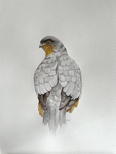 Bird of prey sparrowhawk thumb