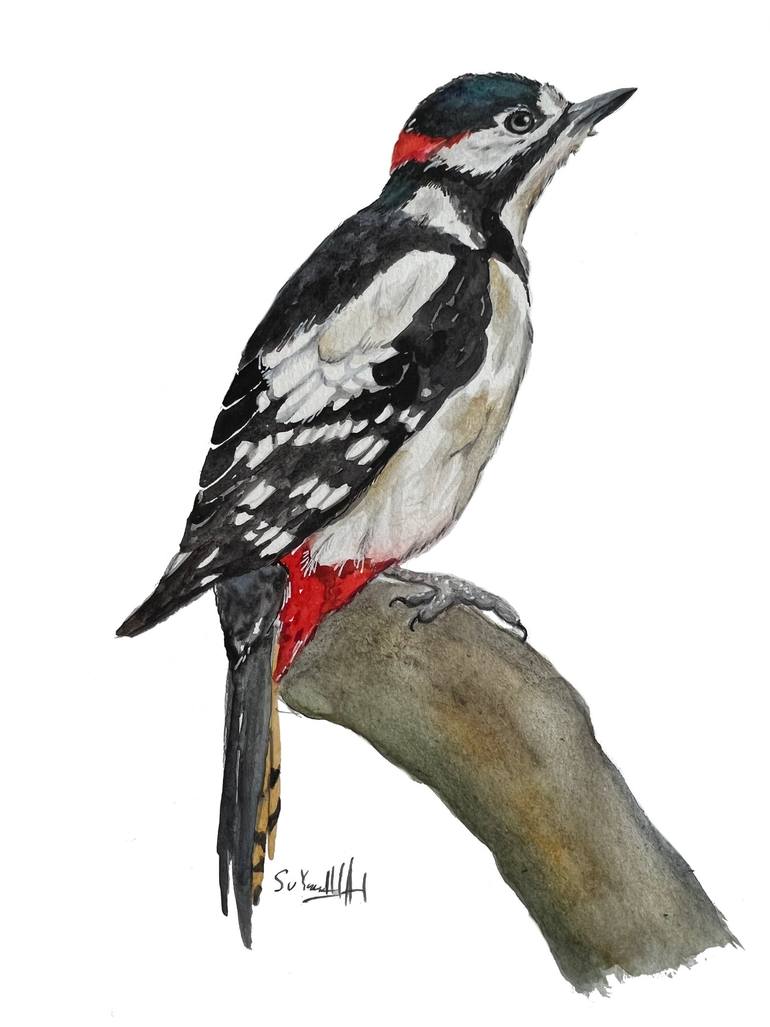 Great Spotted Woodpecker on Branch Original Painting by svetlana surzhikova