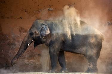 Elephant Kaavan in Marghazar Zoo, Islamabad, Pakistan. thumb