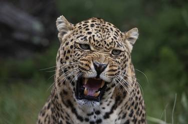 Portrait of Leopard I thumb