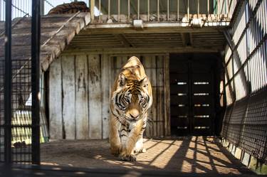 Tiger at the cage I thumb