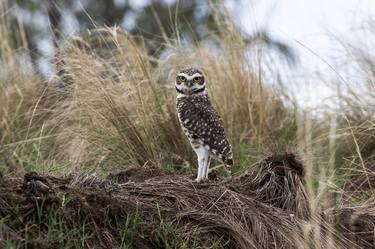 Burrowing Owl thumb