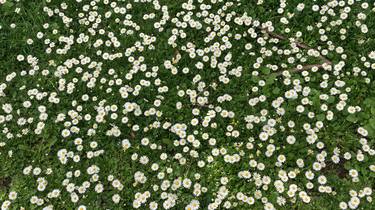 Daisies plenty thumb