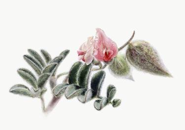 ASTRAGALUS Flower Botanical Illustration thumb