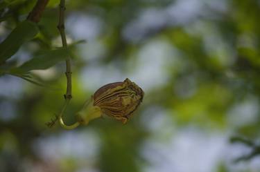 Original Conceptual Floral Photography by Neeraj Kochhar