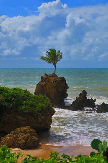 Brasilian palm tree resilience on the beach thumb
