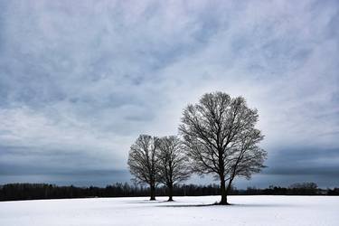 Solitude in Snow: A Winter's Day Amongst Lone Trees thumb