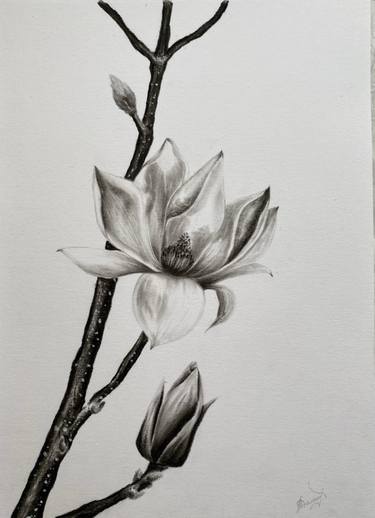 Original Realism Floral Drawings by Anastasiia Dimitrova