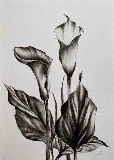 Original Realism Floral Drawings by Anastasiia Dimitrova