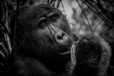 Gorilla lengtende blikk spiser (Gorilla longing look eating) thumb