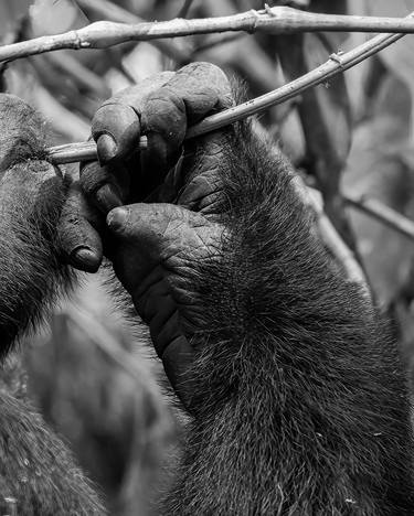 Gorilla bruker verktøy (Gorilla using tool) thumb