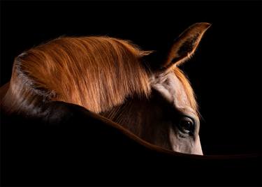Print of Portraiture Horse Photography by Deanne Ward