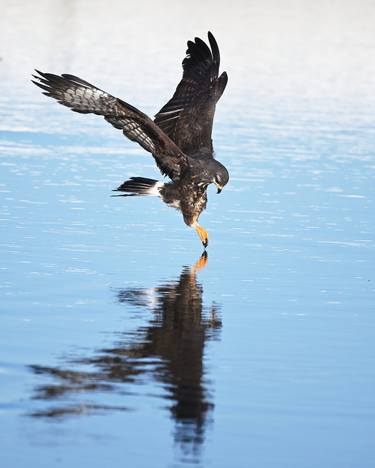 Print of Animal Photography by Norman Wei