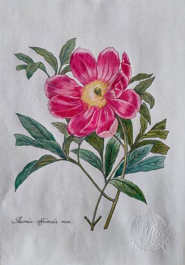 Original Botanic Drawings by Wojciech Grzegorzyca