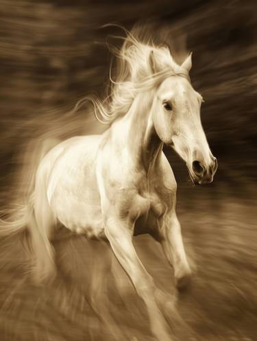 Original Horse Photography by Viktor Boiko