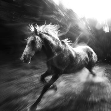 Print of Horse Photography by Viktor Boiko