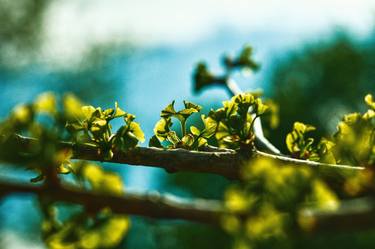 Print of Portraiture Botanic Photography by Logan Ott