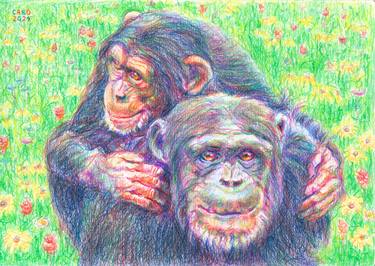 Chimpanzees "Through The Meadow" thumb