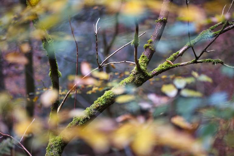 Original Fractal Abstract Digital by Ina Bichescu