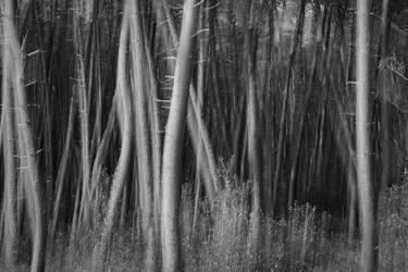 Original Black & White Botanic Photography by Roberto Cavazzuti Redrumstudio