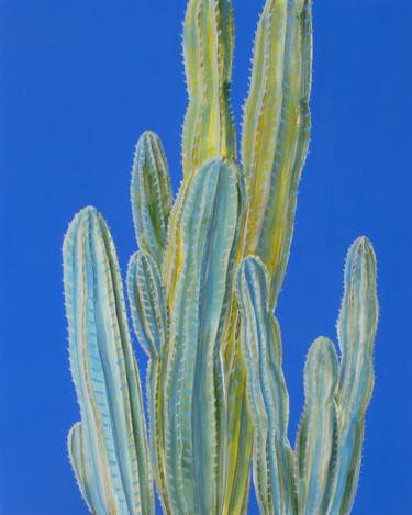 Blue Myrtle Cactus thumb