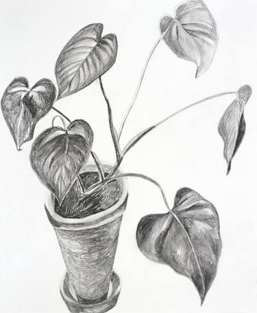 Original Abstract Botanic Drawings by Michael Pfleghaar